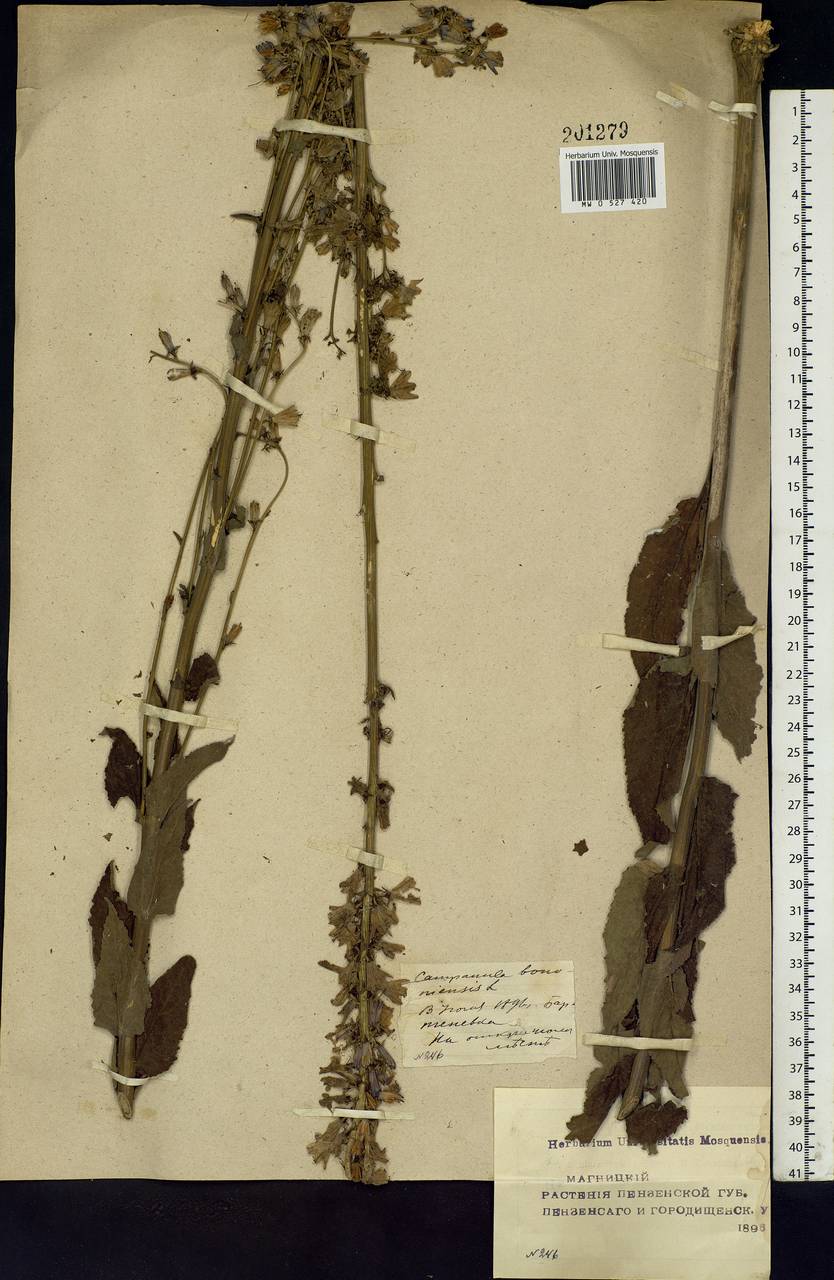 Campanula bononiensis L., Eastern Europe, Middle Volga region (E8) (Russia)