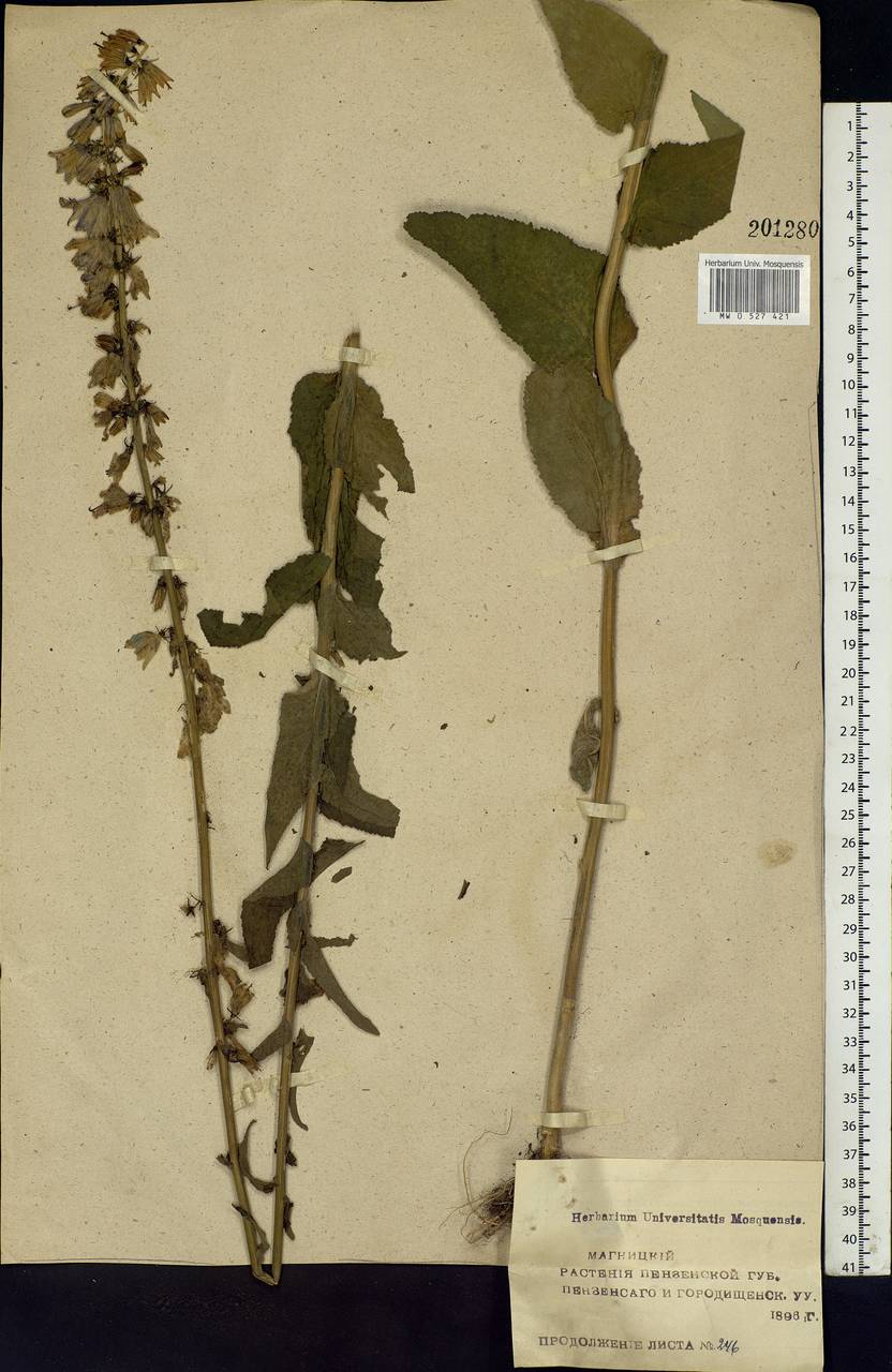 Campanula bononiensis L., Eastern Europe, Middle Volga region (E8) (Russia)