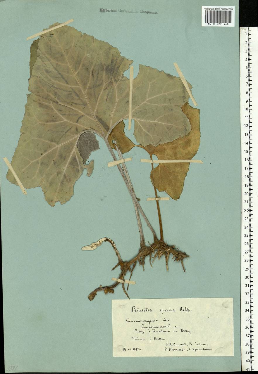 Petasites spurius (Retz.) Rchb., Eastern Europe, Lower Volga region (E9) (Russia)