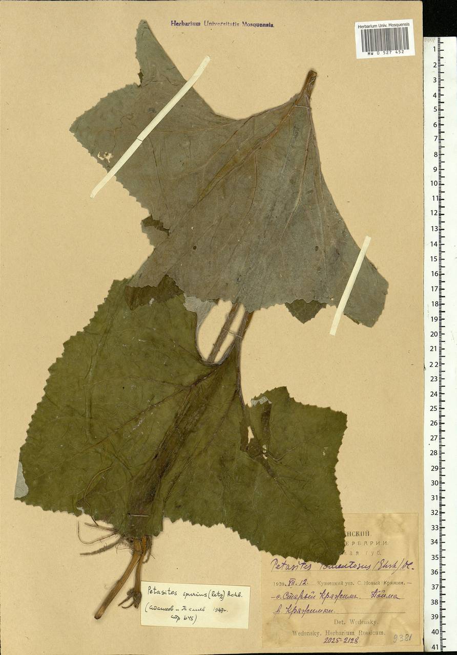 Petasites spurius (Retz.) Rchb., Eastern Europe, Middle Volga region (E8) (Russia)