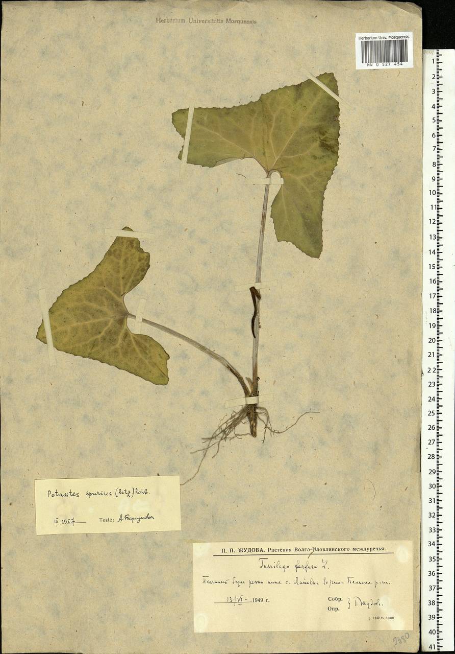 Petasites spurius (Retz.) Rchb., Eastern Europe, Lower Volga region (E9) (Russia)