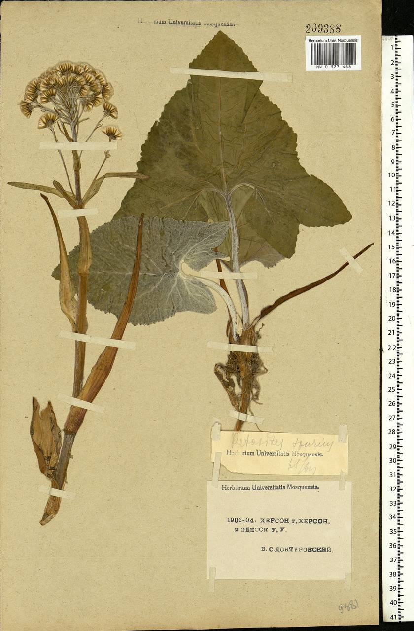 Petasites spurius (Retz.) Rchb., Eastern Europe, South Ukrainian region (E12) (Ukraine)