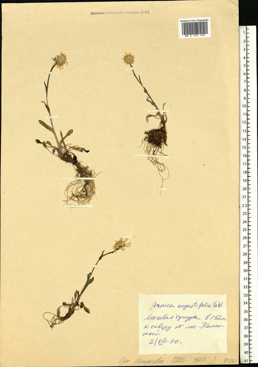 Arnica angustifolia subsp. alpina (L.) I. K. Ferguson, Siberia, Western Siberia (S1) (Russia)