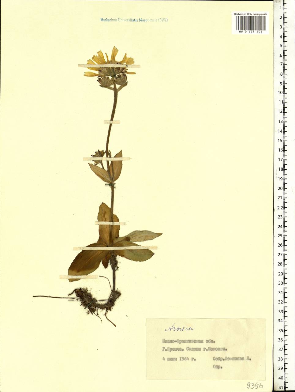 Arnica montana L., Eastern Europe, West Ukrainian region (E13) (Ukraine)
