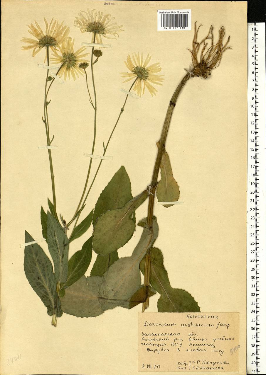 Doronicum carpaticum (Griseb. & Schenk) Nyman, Eastern Europe, West Ukrainian region (E13) (Ukraine)