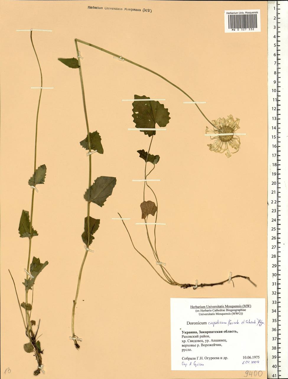 Doronicum carpaticum (Griseb. & Schenk) Nyman, Eastern Europe, West Ukrainian region (E13) (Ukraine)