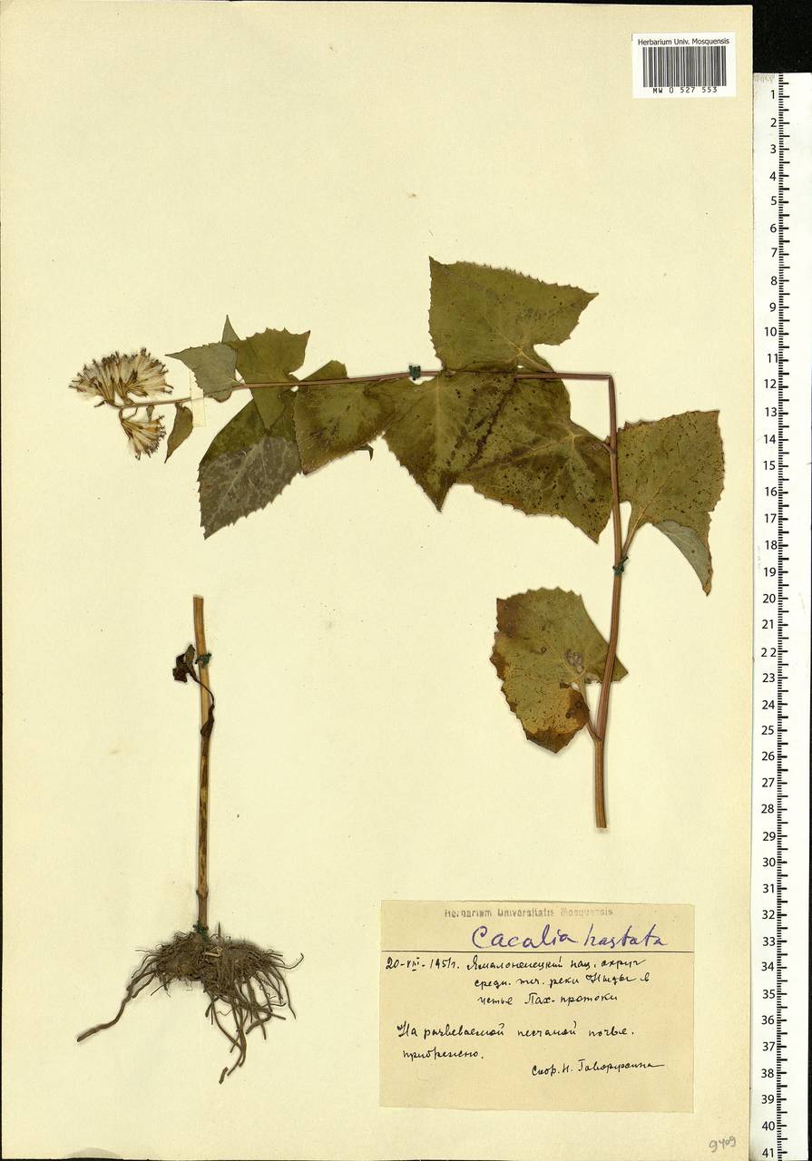 Parasenecio hastatus (L.) H. Koyama, Siberia, Western Siberia (S1) (Russia)