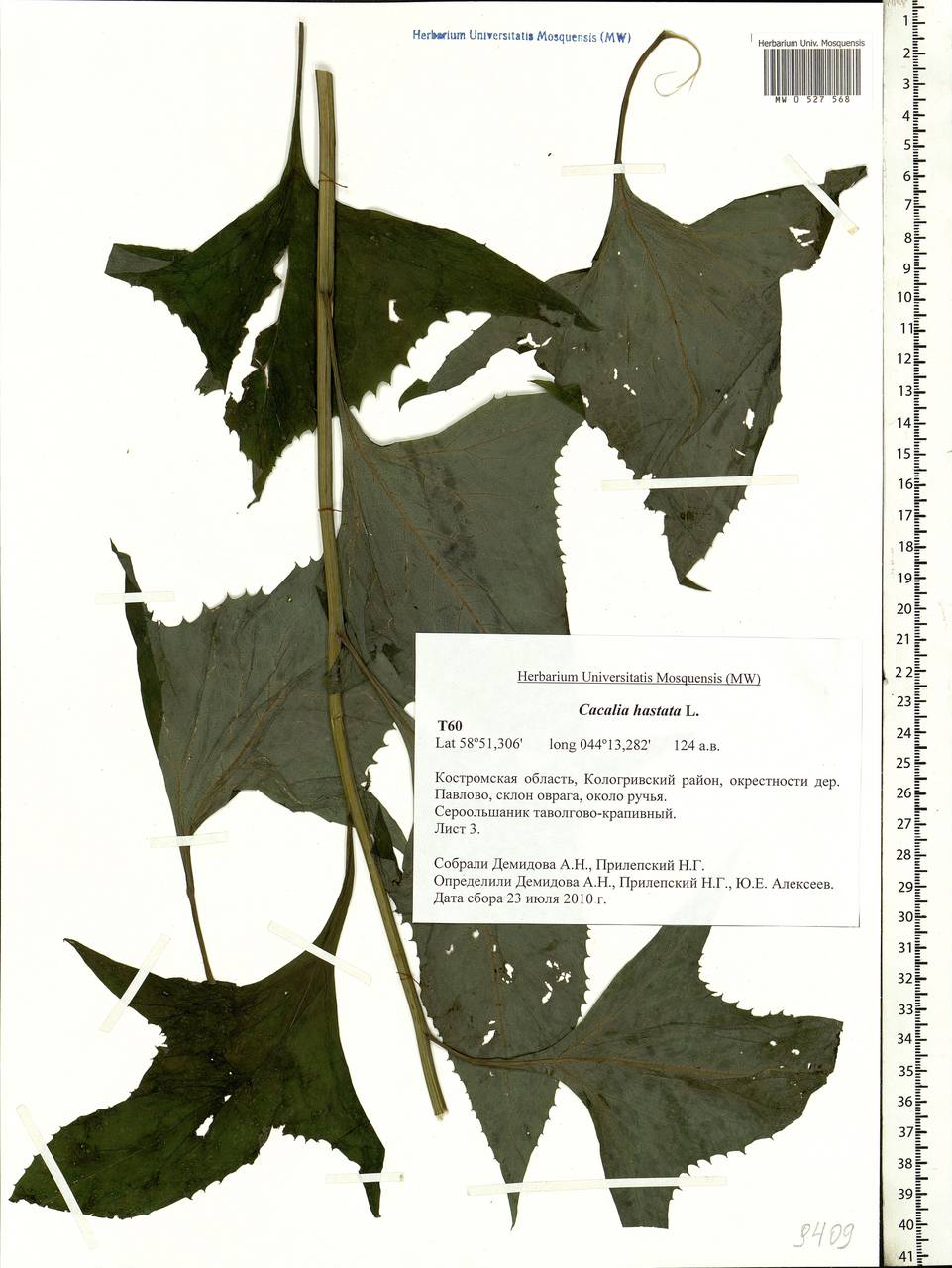 Parasenecio hastatus (L.) H. Koyama, Eastern Europe, Central forest region (E5) (Russia)