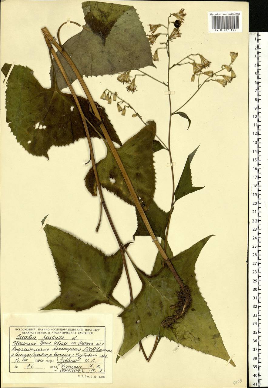 Parasenecio hastatus (L.) H. Koyama, Eastern Europe, Eastern region (E10) (Russia)