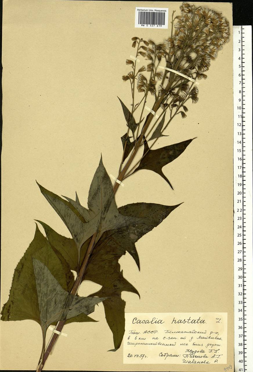 Parasenecio hastatus (L.) H. Koyama, Eastern Europe, Eastern region (E10) (Russia)