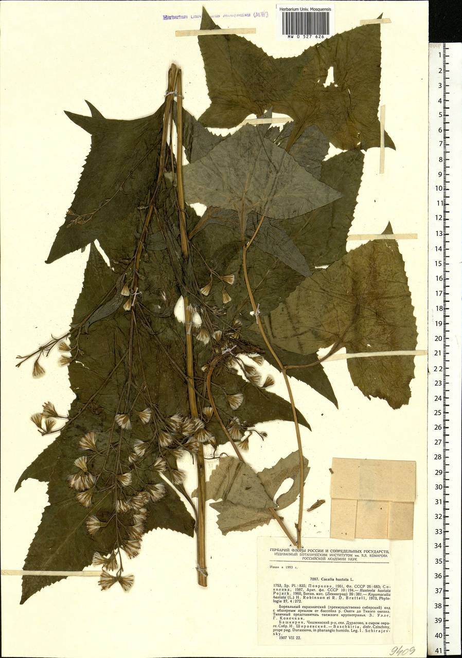 Parasenecio hastatus (L.) H. Koyama, Eastern Europe, Eastern region (E10) (Russia)