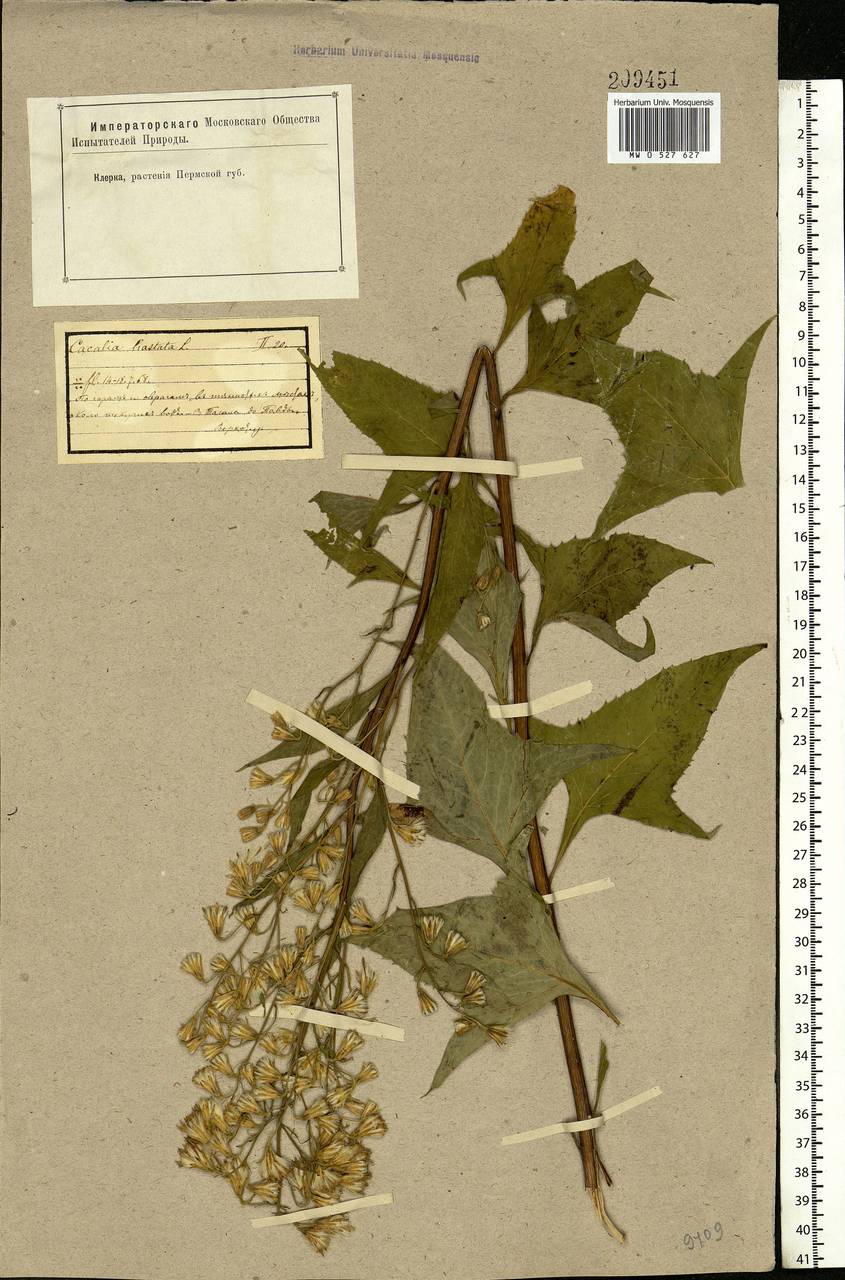 Parasenecio hastatus (L.) H. Koyama, Eastern Europe, Eastern region (E10) (Russia)