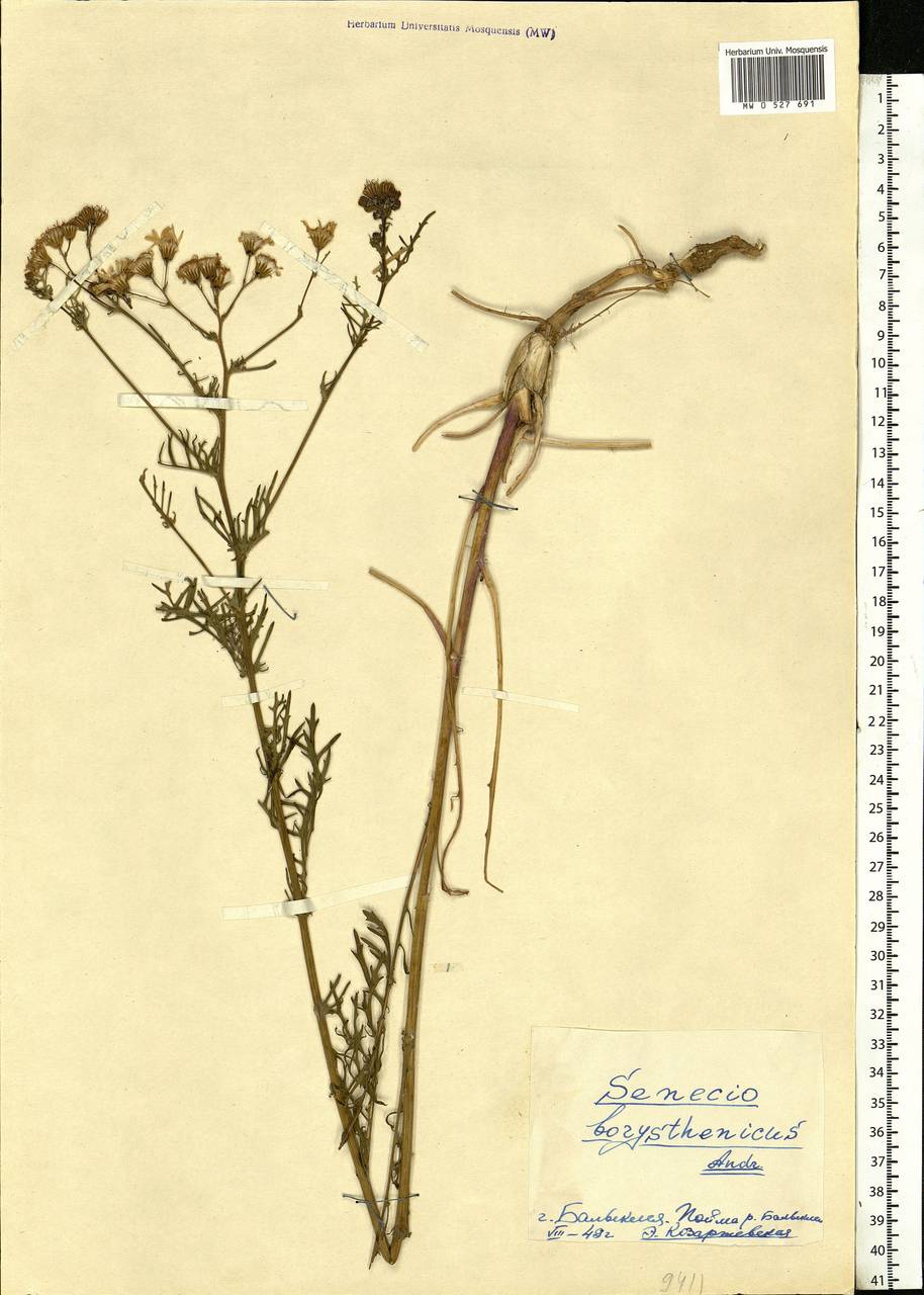 Jacobaea borysthenica (DC.) B. Nord. & Greuter, Eastern Europe, Lower Volga region (E9) (Russia)