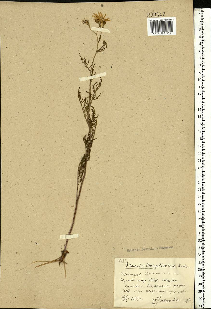 Jacobaea borysthenica (DC.) B. Nord. & Greuter, Eastern Europe, South Ukrainian region (E12) (Ukraine)