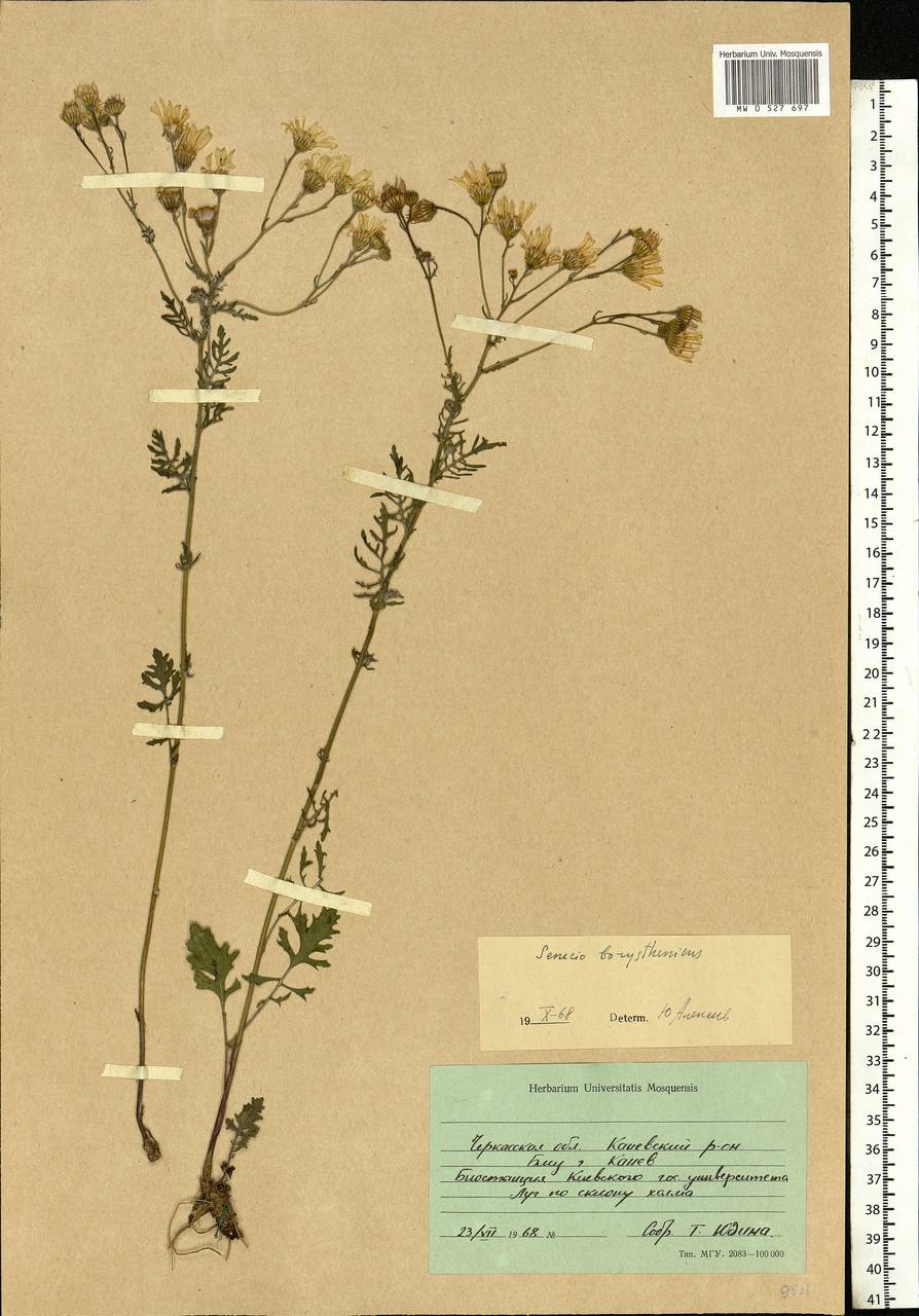 Jacobaea borysthenica (DC.) B. Nord., Eastern Europe, South Ukrainian region (E12) (Ukraine)