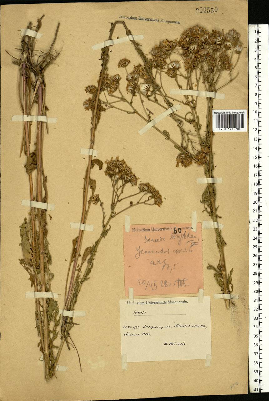 Jacobaea borysthenica (DC.) B. Nord., Eastern Europe, South Ukrainian region (E12) (Ukraine)