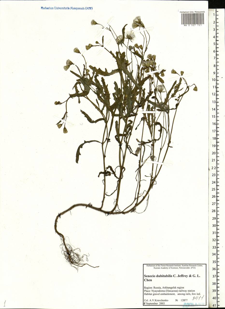 Senecio dubitabilis C. Jeffrey & Y. L. Chen, Eastern Europe, Northern region (E1) (Russia)