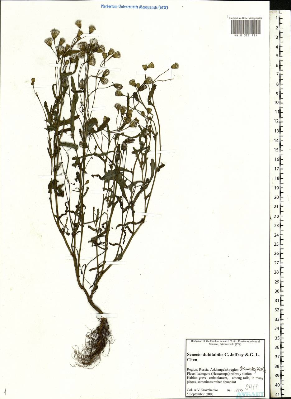 Senecio dubitabilis C. Jeffrey & Y. L. Chen, Eastern Europe, Northern region (E1) (Russia)