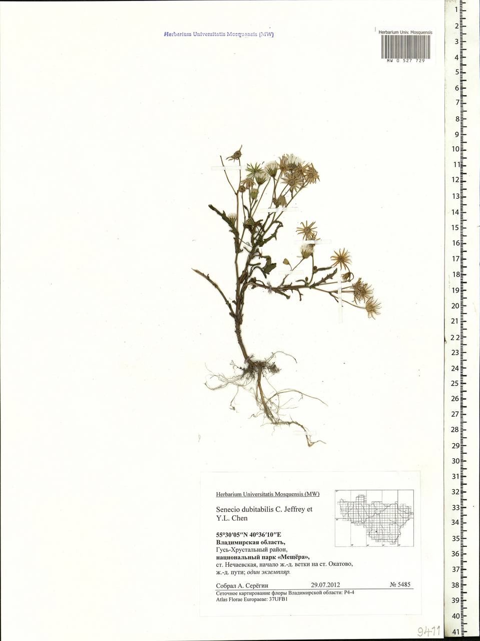 Senecio dubitabilis C. Jeffrey & Y. L. Chen, Eastern Europe, Central region (E4) (Russia)