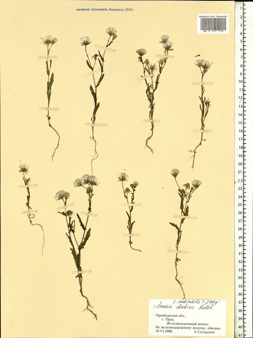 Senecio dubitabilis C. Jeffrey & Y. L. Chen, Eastern Europe, Eastern region (E10) (Russia)