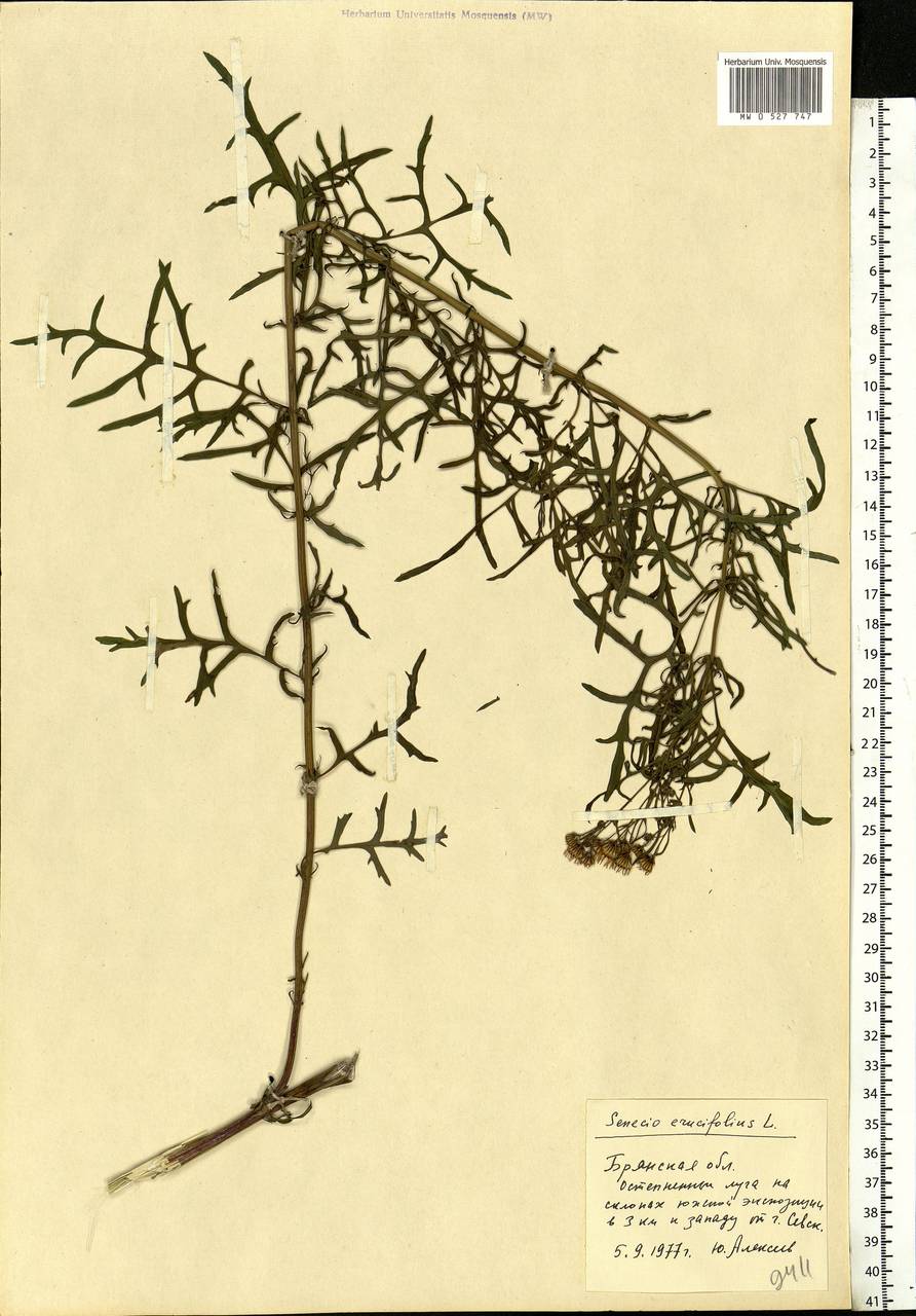 Jacobaea erucifolia subsp. erucifolia, Eastern Europe, Western region (E3) (Russia)