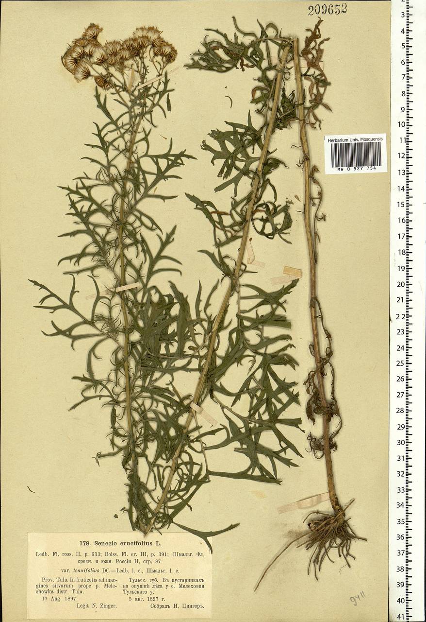 Jacobaea erucifolia subsp. erucifolia, Eastern Europe, Central region (E4) (Russia)