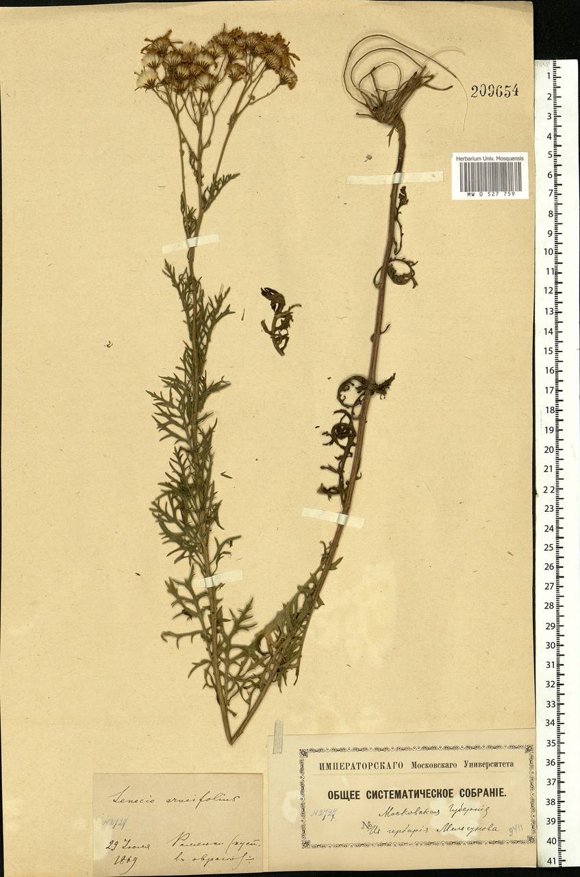 Jacobaea erucifolia subsp. erucifolia, Eastern Europe, Moscow region (E4a) (Russia)