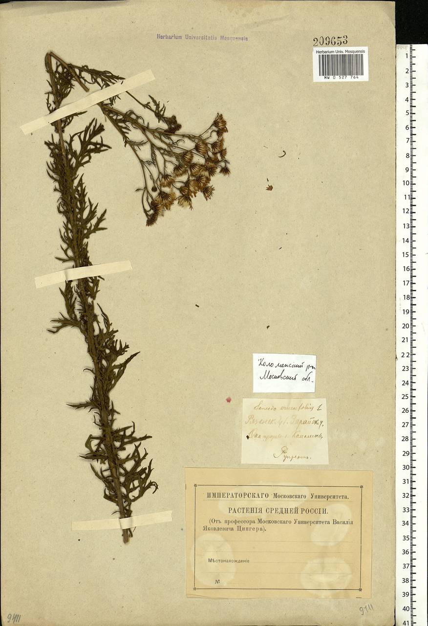 Jacobaea erucifolia subsp. erucifolia, Eastern Europe, Moscow region (E4a) (Russia)