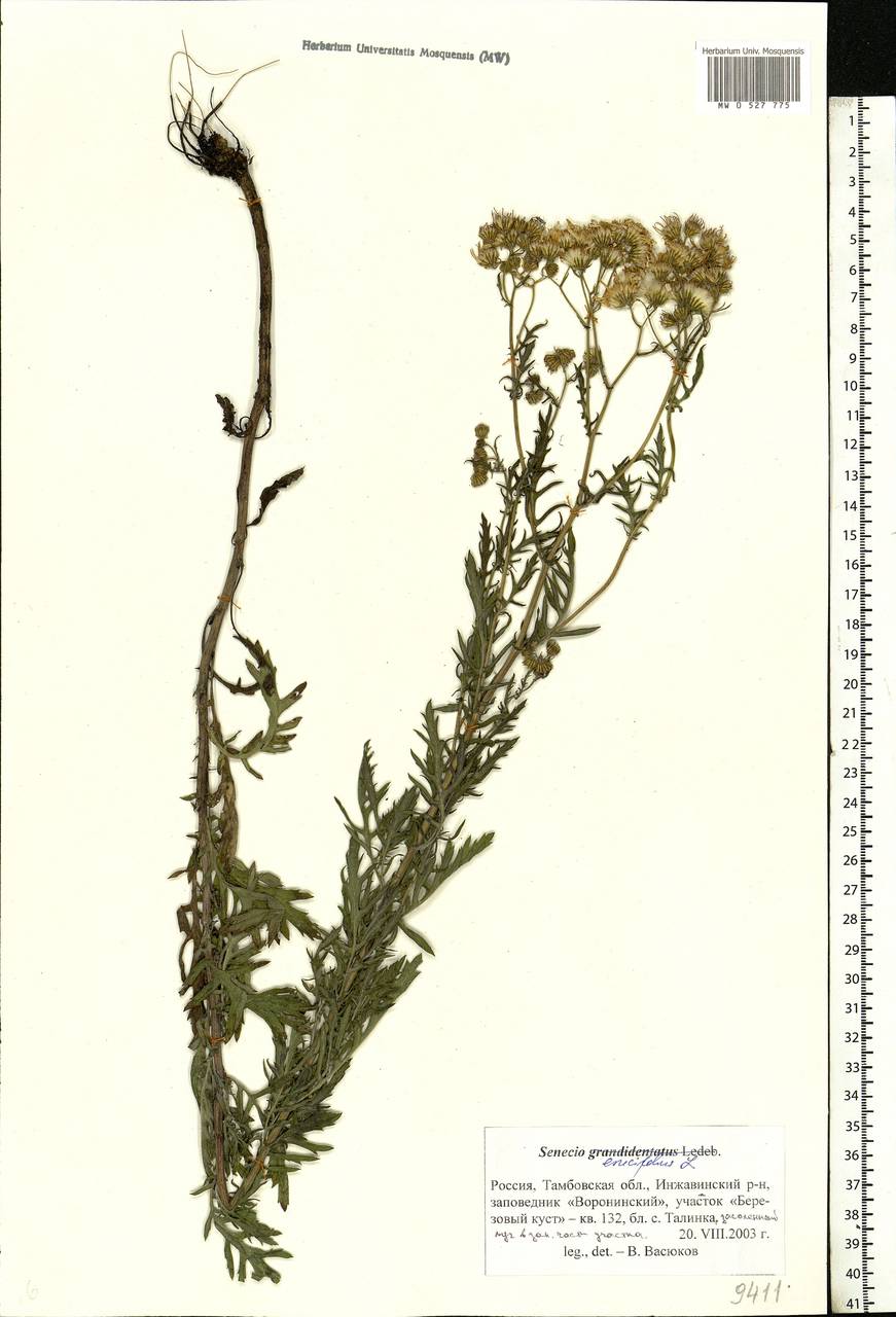 Jacobaea erucifolia subsp. erucifolia, Eastern Europe, Central forest-and-steppe region (E6) (Russia)