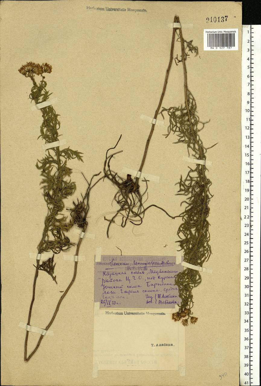 Jacobaea erucifolia subsp. erucifolia, Eastern Europe, Central forest-and-steppe region (E6) (Russia)