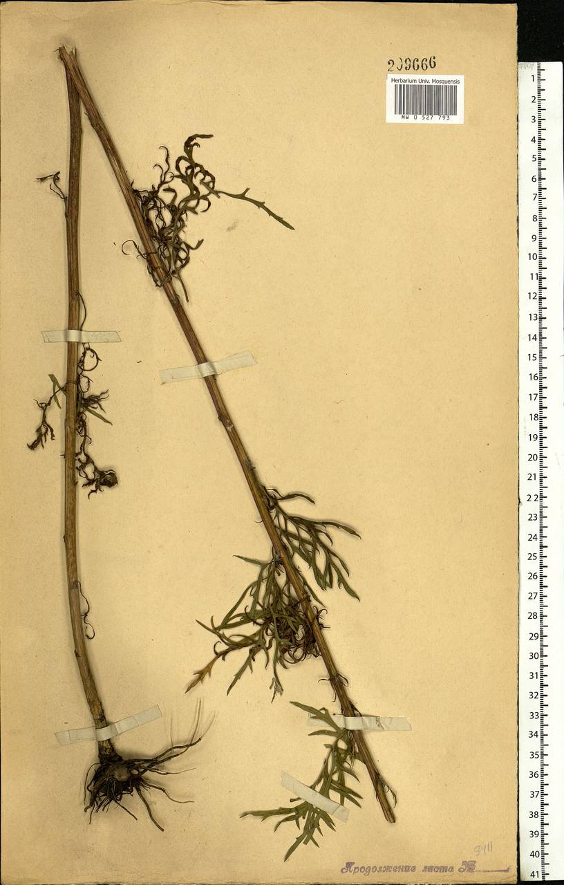 Jacobaea erucifolia subsp. erucifolia, Eastern Europe, Central forest-and-steppe region (E6) (Russia)