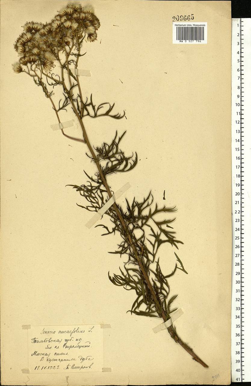 Jacobaea erucifolia subsp. erucifolia, Eastern Europe, Central forest-and-steppe region (E6) (Russia)