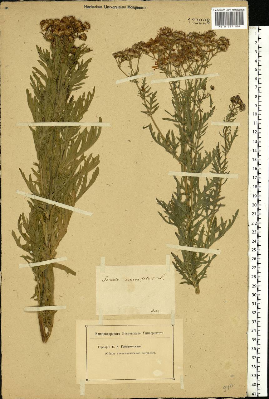 Jacobaea erucifolia subsp. erucifolia, Eastern Europe, Middle Volga region (E8) (Russia)