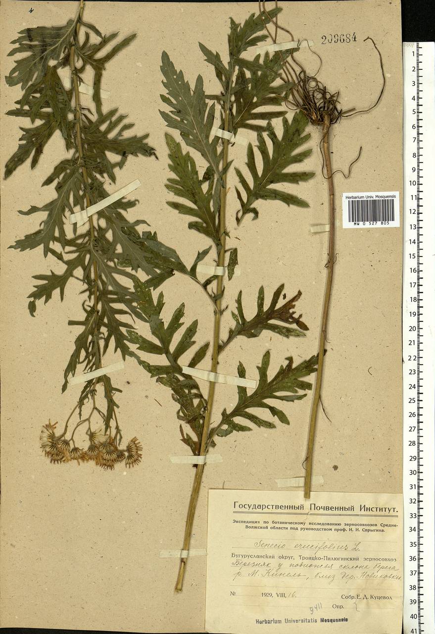 Jacobaea erucifolia subsp. erucifolia, Eastern Europe, Eastern region (E10) (Russia)