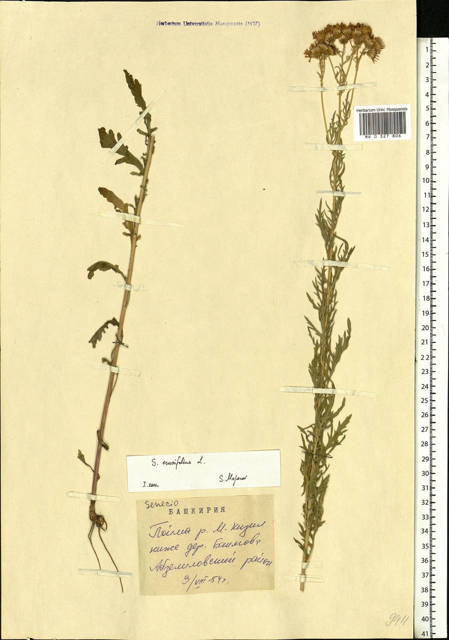 Jacobaea erucifolia subsp. erucifolia, Eastern Europe, Eastern region (E10) (Russia)