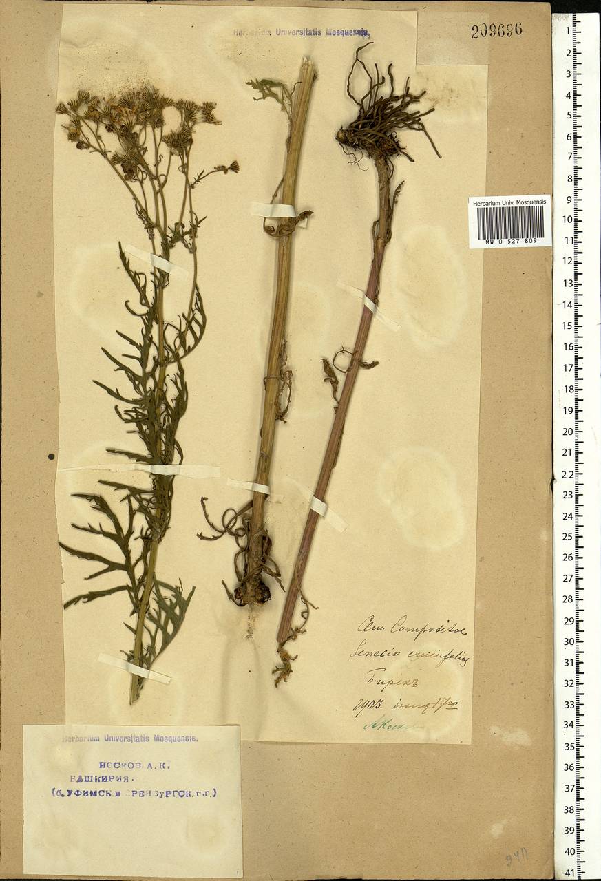 Jacobaea erucifolia subsp. erucifolia, Eastern Europe, Eastern region (E10) (Russia)