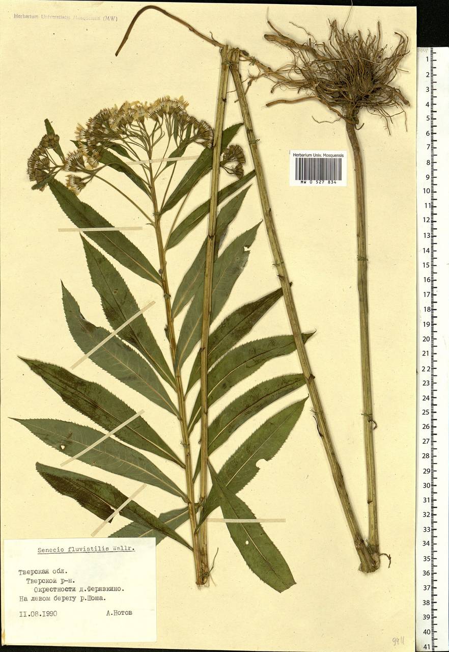 Senecio sarracenicus L., Eastern Europe, North-Western region (E2) (Russia)