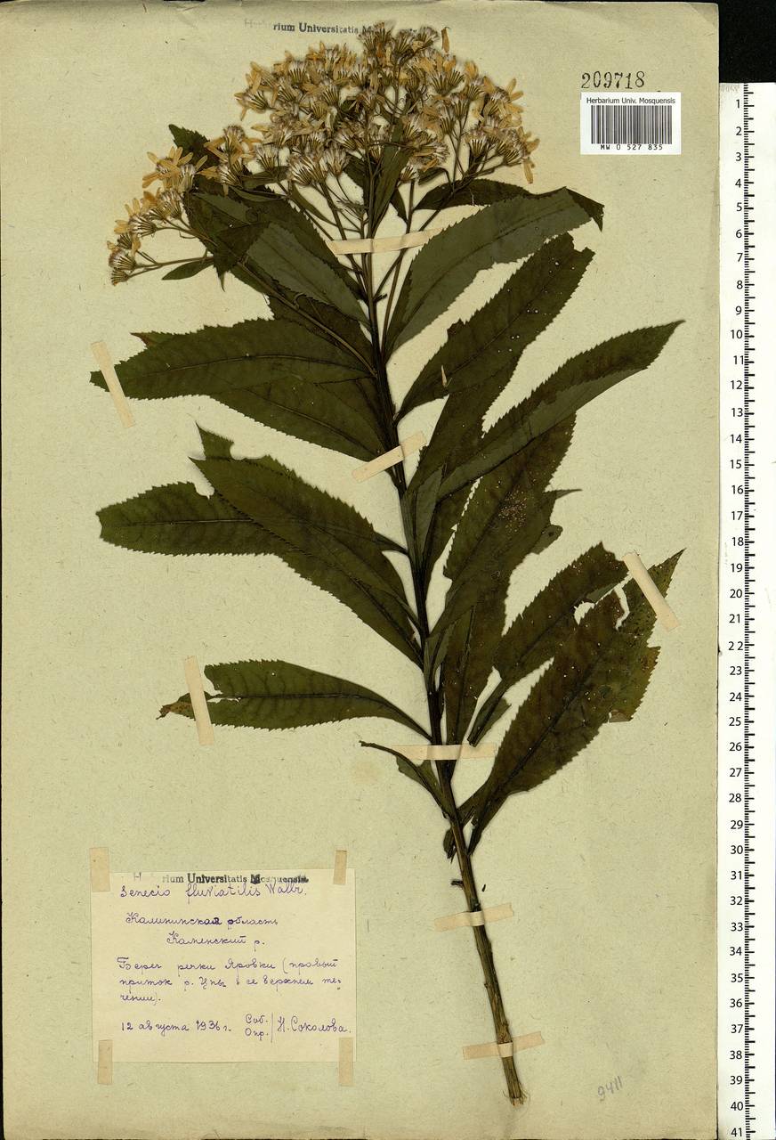 Senecio sarracenicus L., Eastern Europe, North-Western region (E2) (Russia)