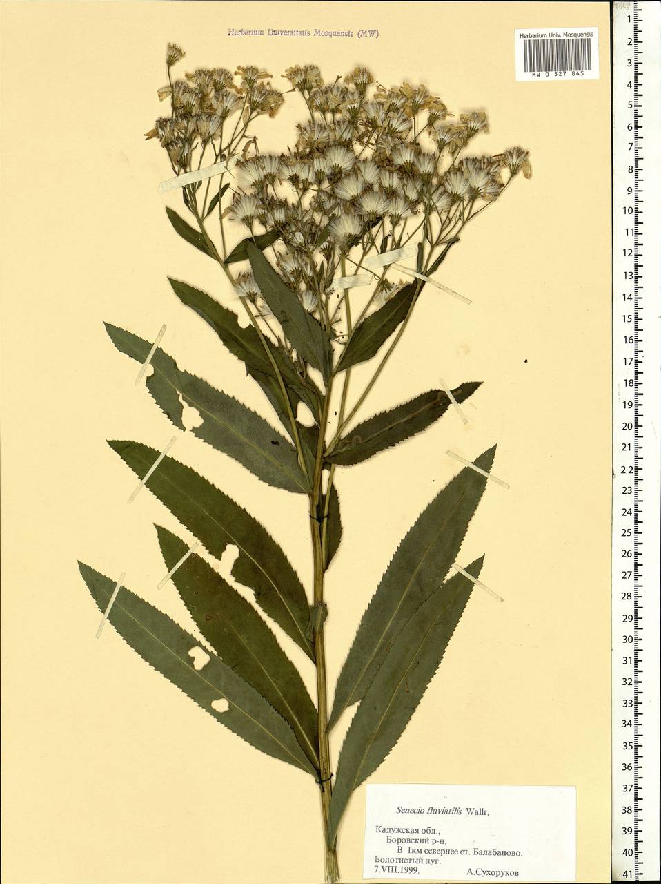 Senecio sarracenicus L., Eastern Europe, Central region (E4) (Russia)