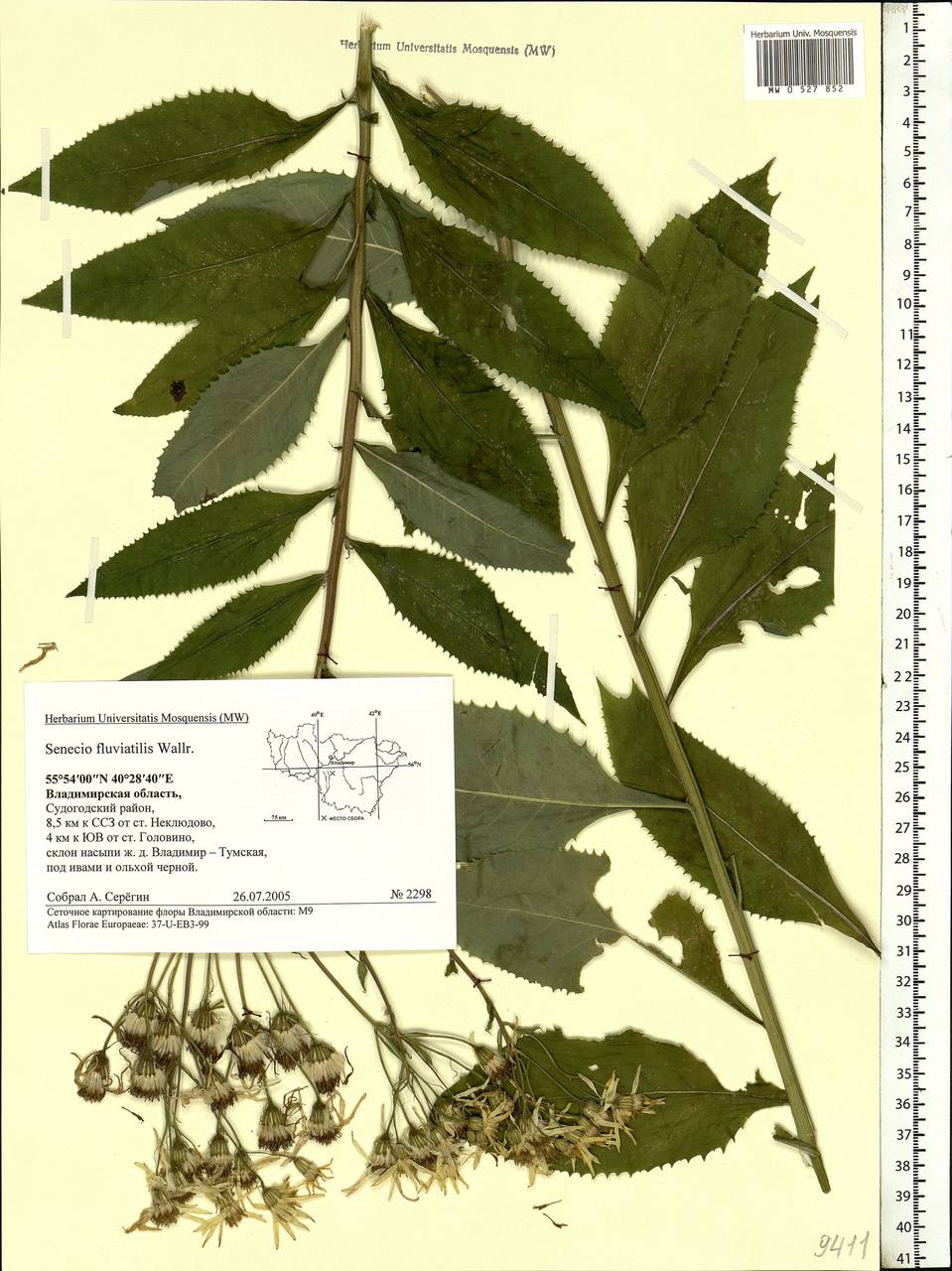 Senecio sarracenicus L., Eastern Europe, Central region (E4) (Russia)