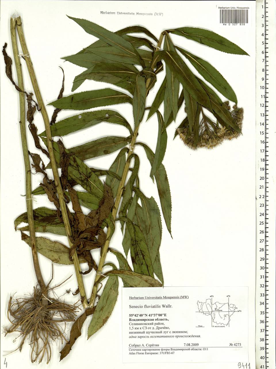 Senecio sarracenicus L., Eastern Europe, Central region (E4) (Russia)