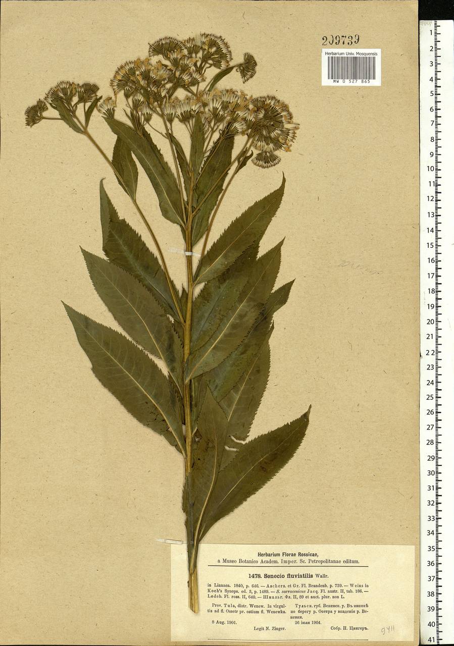 Senecio sarracenicus L., Eastern Europe, Central region (E4) (Russia)