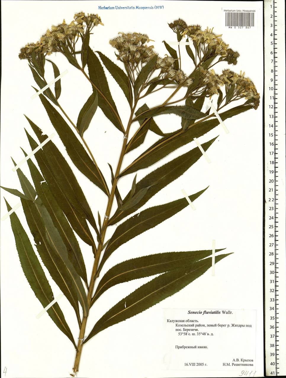 Senecio sarracenicus L., Eastern Europe, Central region (E4) (Russia)