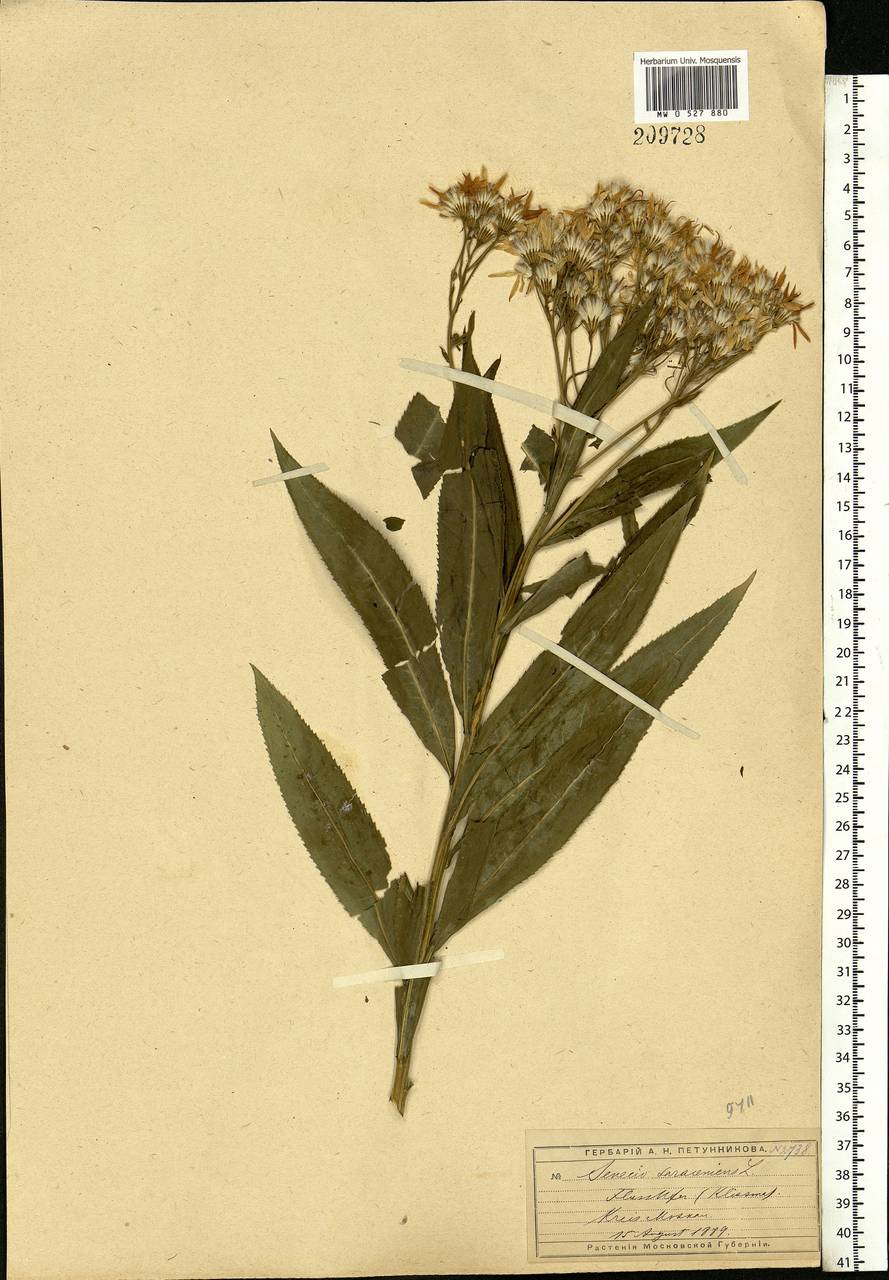 Senecio sarracenicus L., Eastern Europe, Moscow region (E4a) (Russia)
