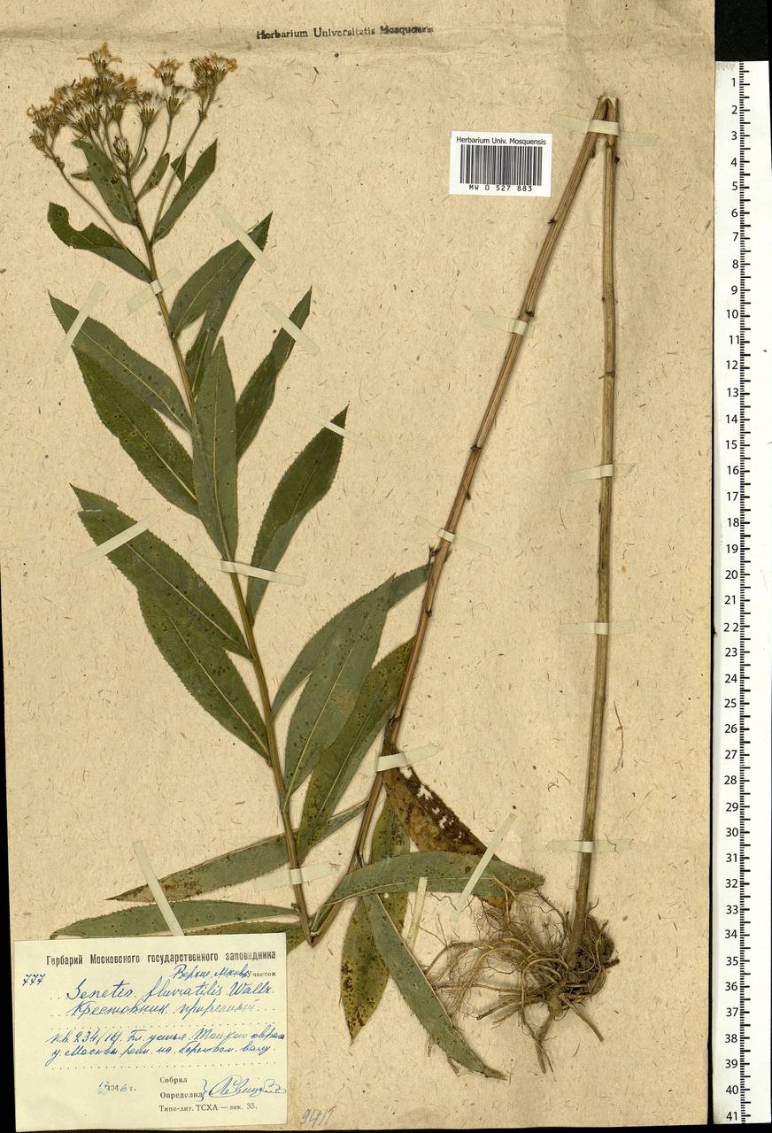 Senecio sarracenicus L., Eastern Europe, Moscow region (E4a) (Russia)