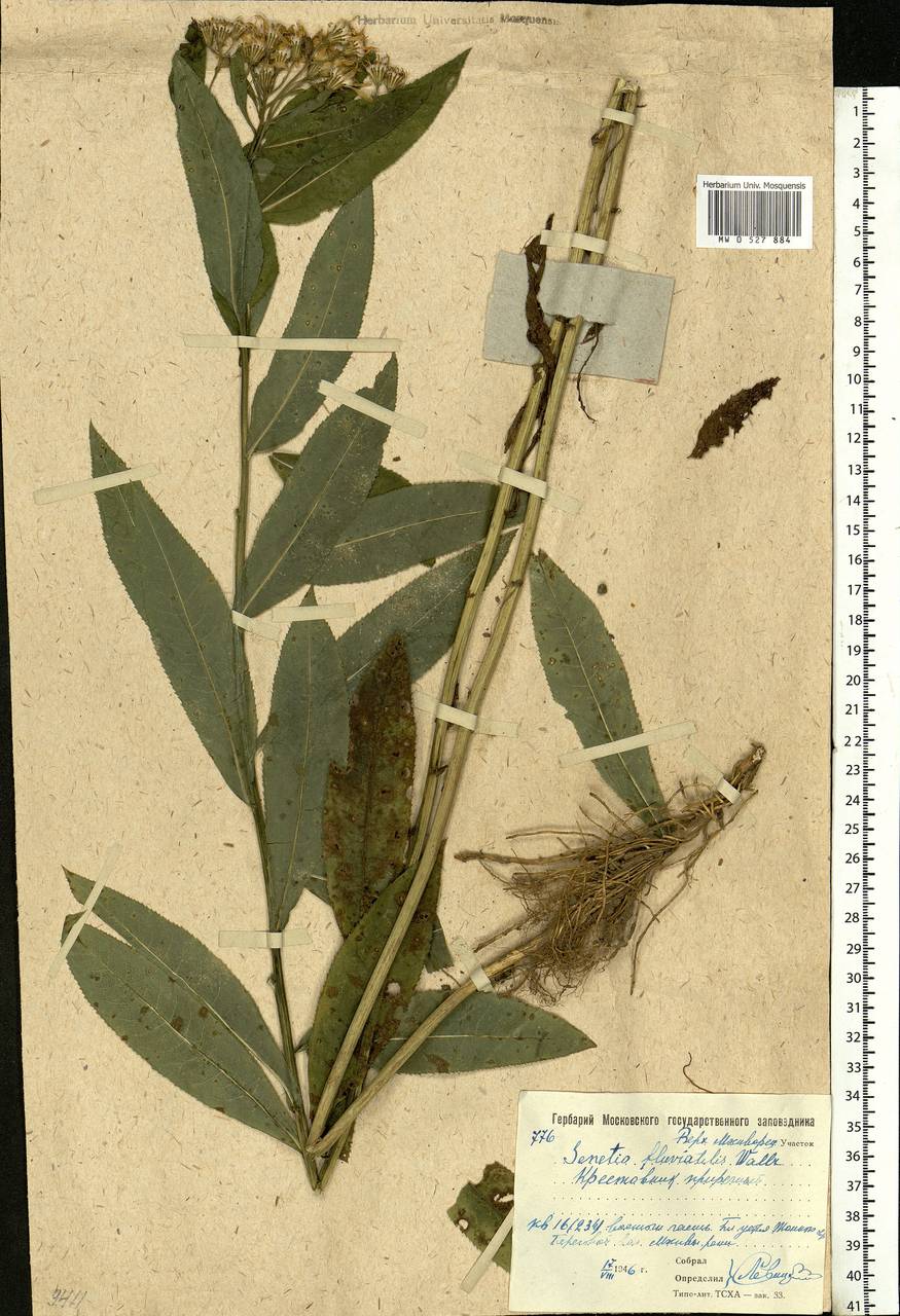 Senecio sarracenicus L., Eastern Europe, Moscow region (E4a) (Russia)