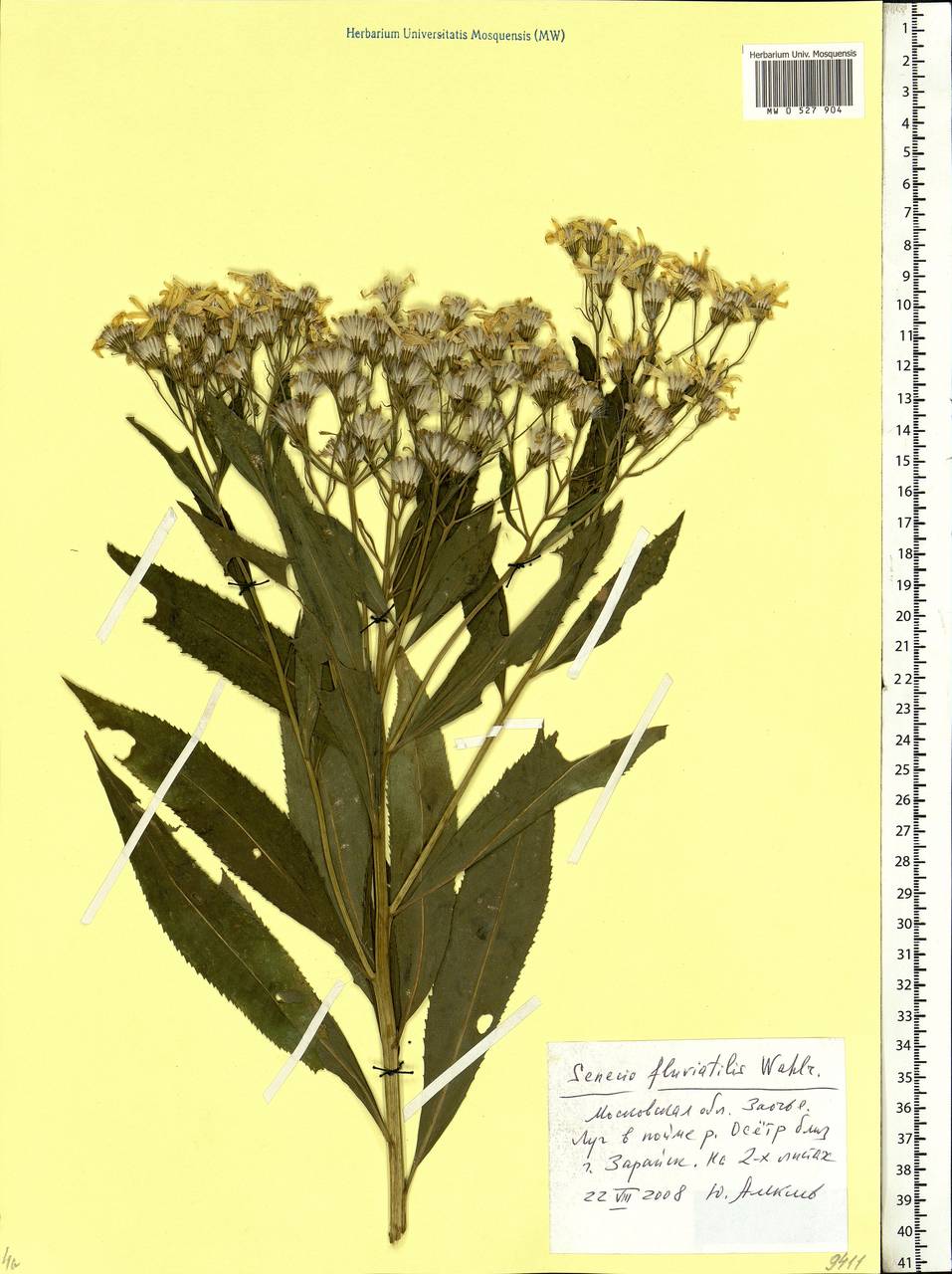 Senecio sarracenicus L., Eastern Europe, Moscow region (E4a) (Russia)