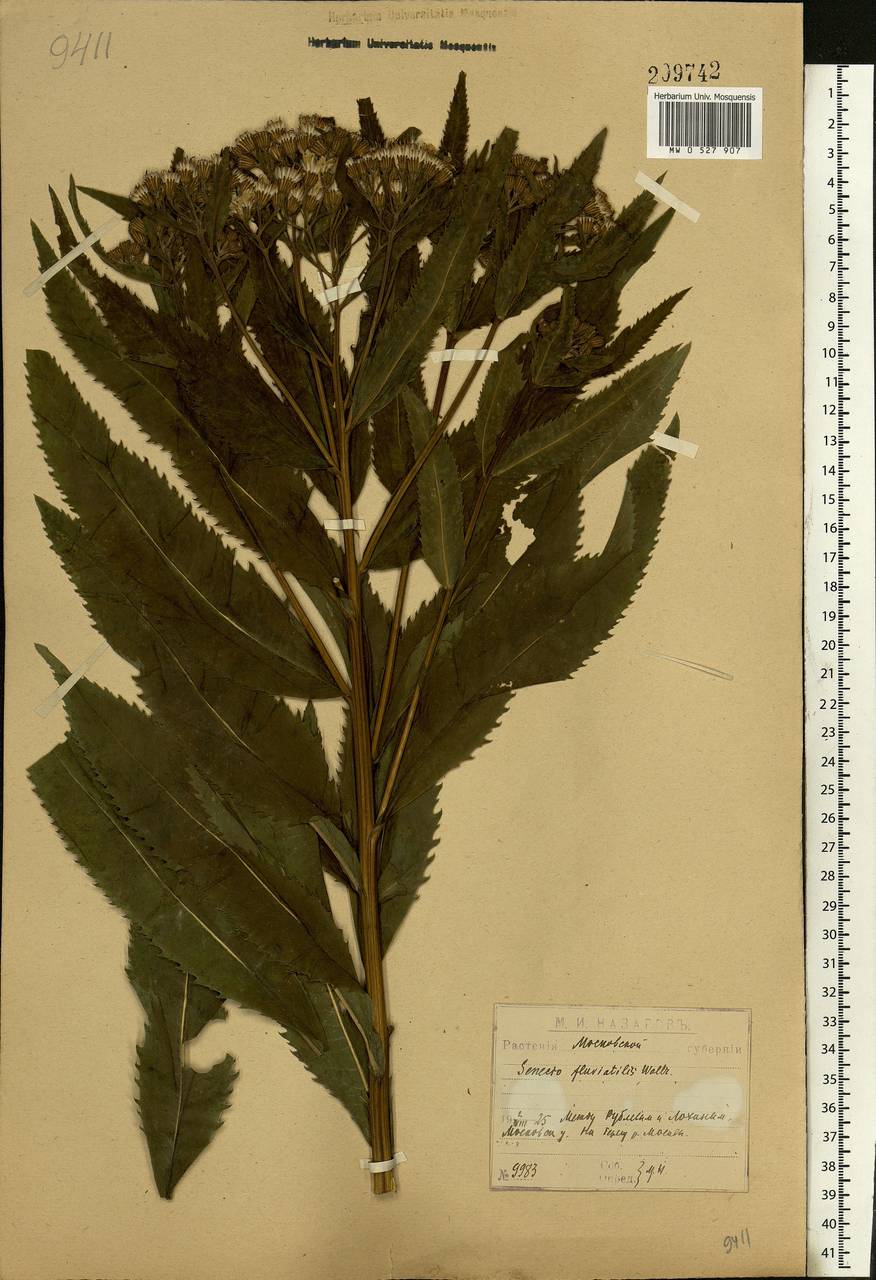 Senecio sarracenicus L., Eastern Europe, Moscow region (E4a) (Russia)