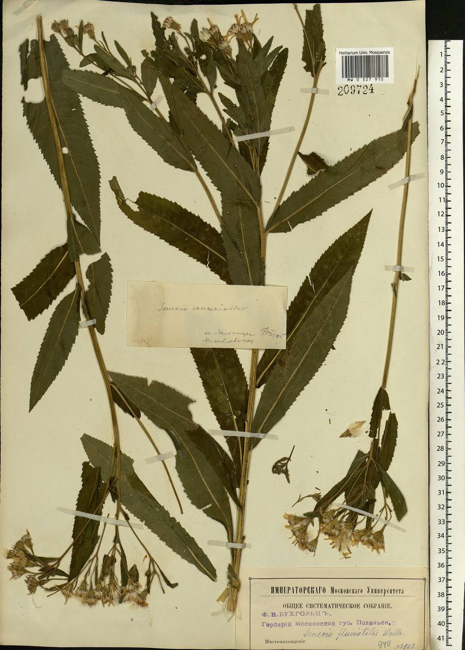 Senecio sarracenicus L., Eastern Europe, Moscow region (E4a) (Russia)