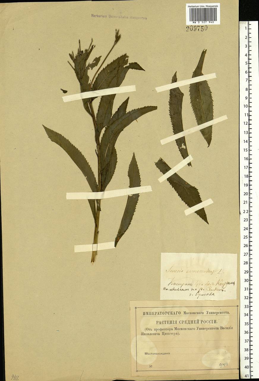 Senecio sarracenicus L., Eastern Europe, Central forest region (E5) (Russia)